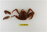 藏品(近親盾牌蟹)的圖片